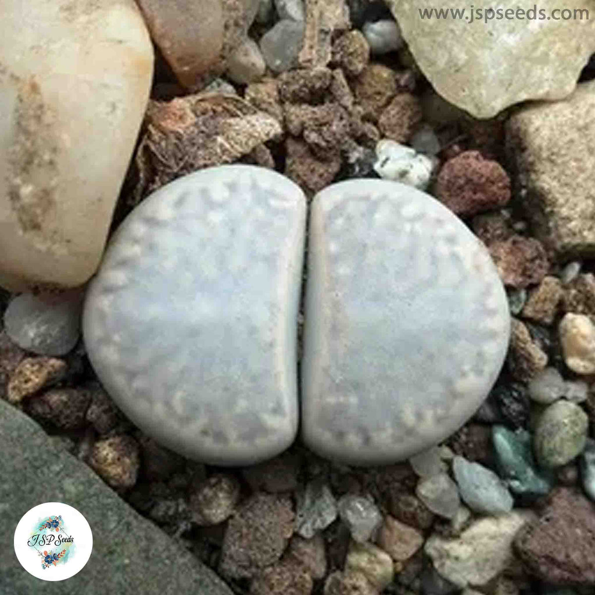 Lithops amicorum C410 [RARE] / 40 seeds (Living Stones)