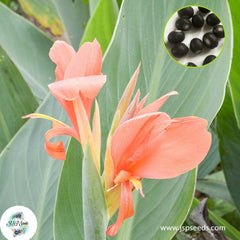 30 Erebus CANNA LILY Indian Shot Canna Indica Flower Seeds Cannaceae (Asia Flower)