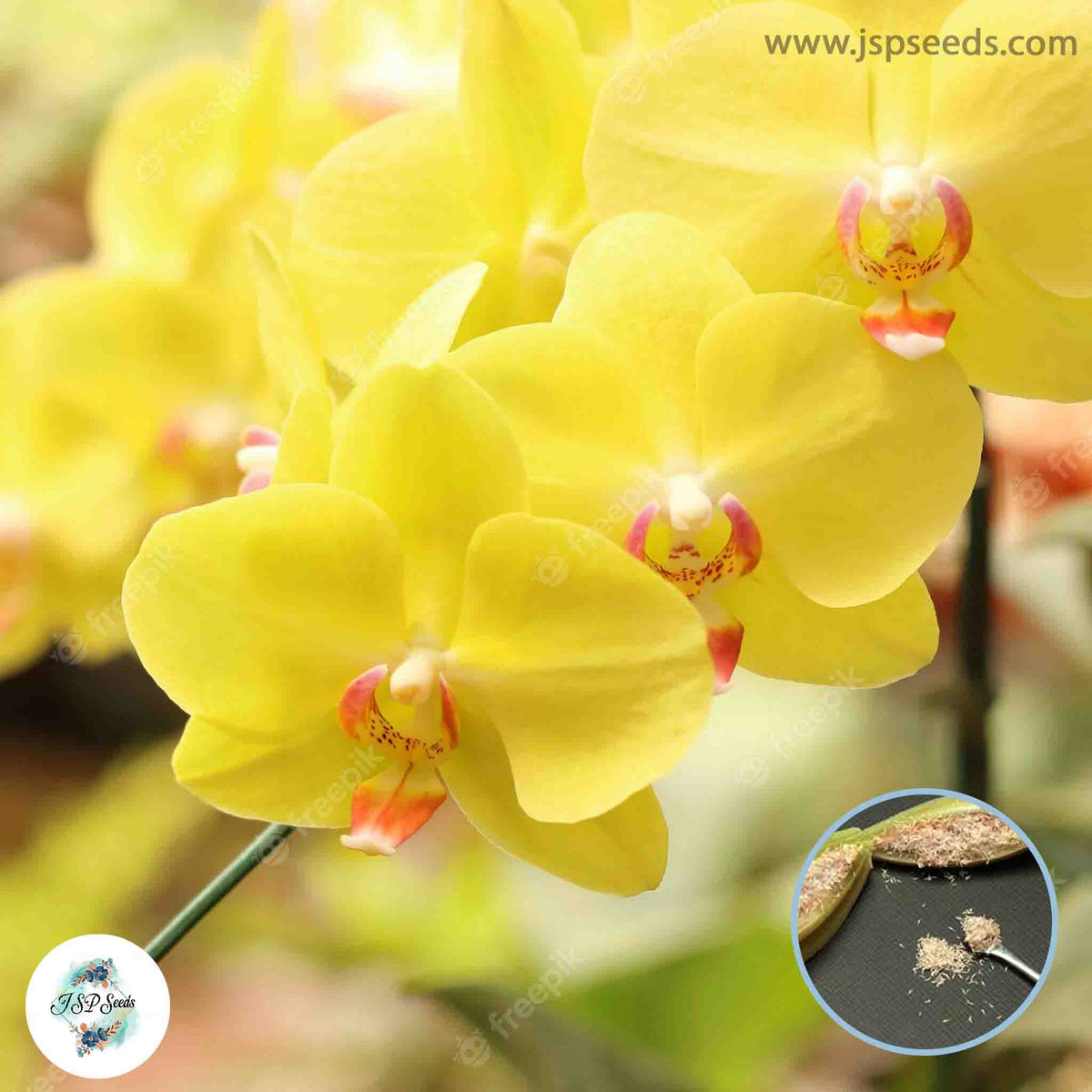 50 Yellow Phalaenopsis Orchid flower Seeds (Flower Garden Potted Plants)Thailand Orchids