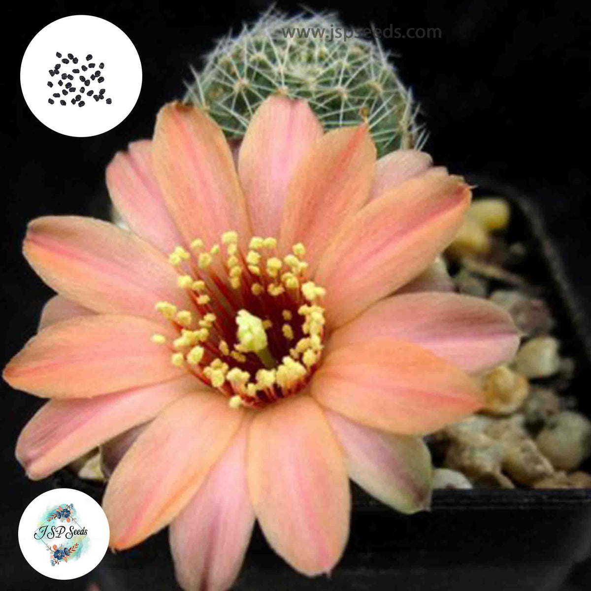 40 Seeds Mediolobivia rosalbiflora Cactus Succulent seeds