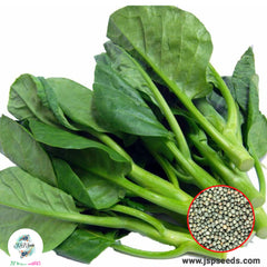 500 Chubby Chinese Kale Large Chinese Broccoli Gai Lan Choi Seeds (Asia Vegetable)