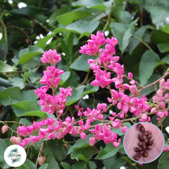 50 Mexican Creeper Pink Coral Vine Antigonon Leptopus Chain of Love Seeds (Asia Flower)