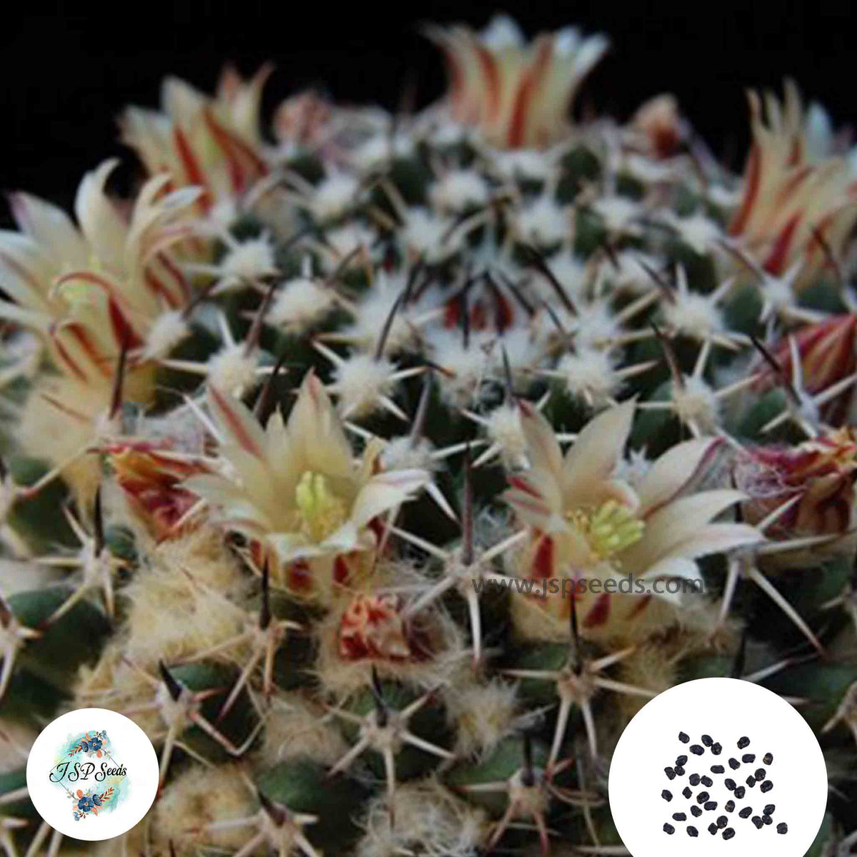 40 seeds Mammillaria confusa  Cactus Succulent seeds