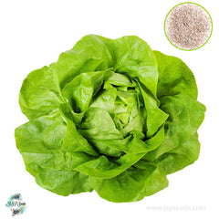 200 White Boston Lettuce Heirloom Seeds (Vegetable)