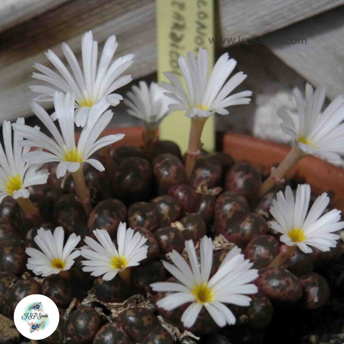 Conophytum pellucidum ssp pardicolor / 40 seeds