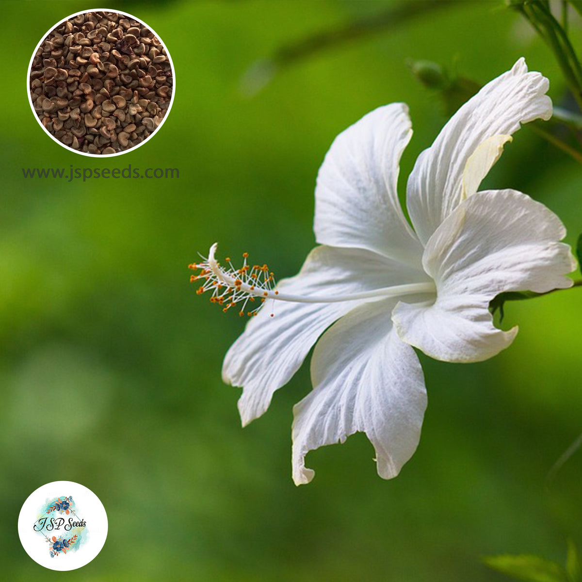 35 White Hibiscus Beautiful Hardy Perennials Seeds (Asia Flower Garden Plants)