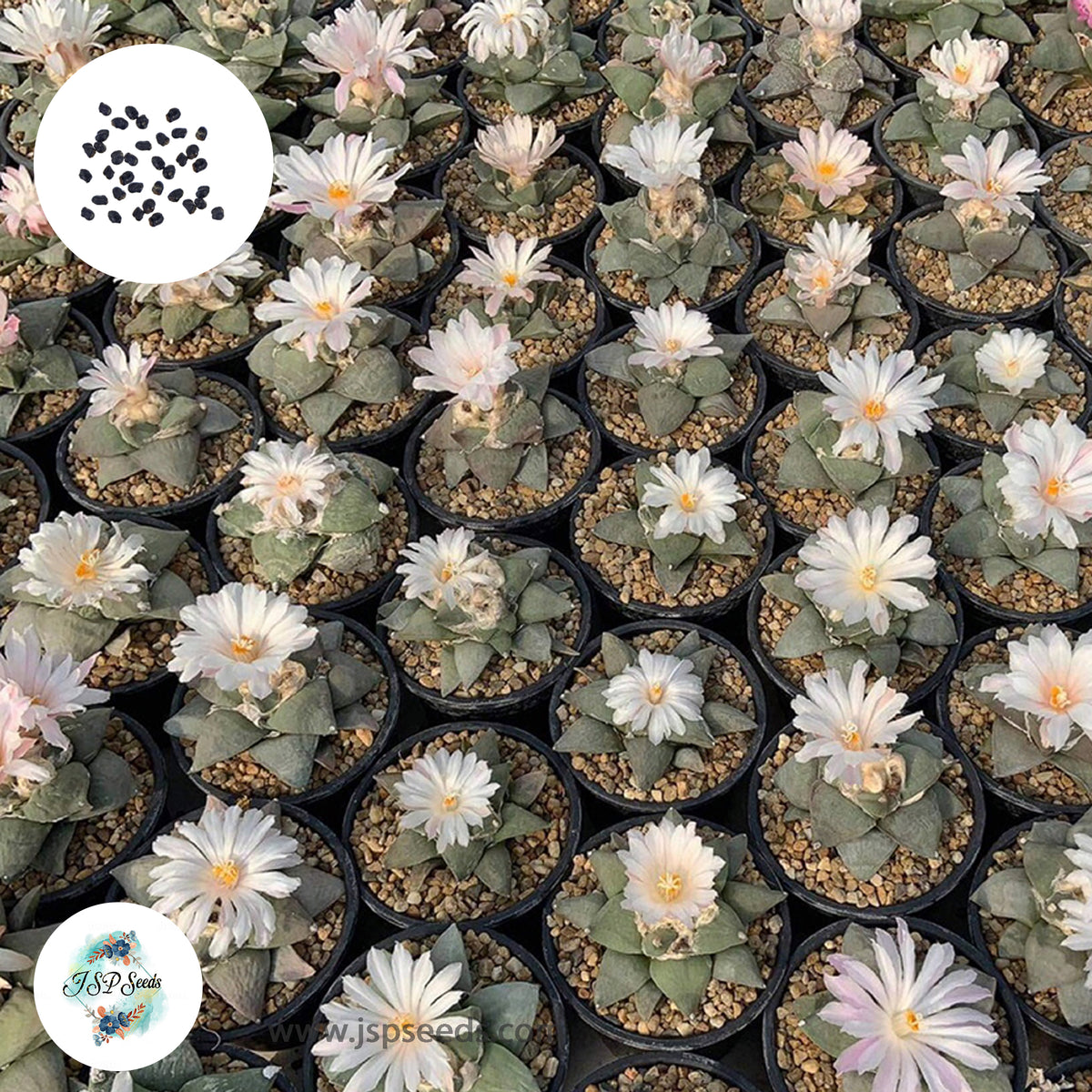 40 seeds Ariocarpus  Mix (S)  Cactus Succulent seeds