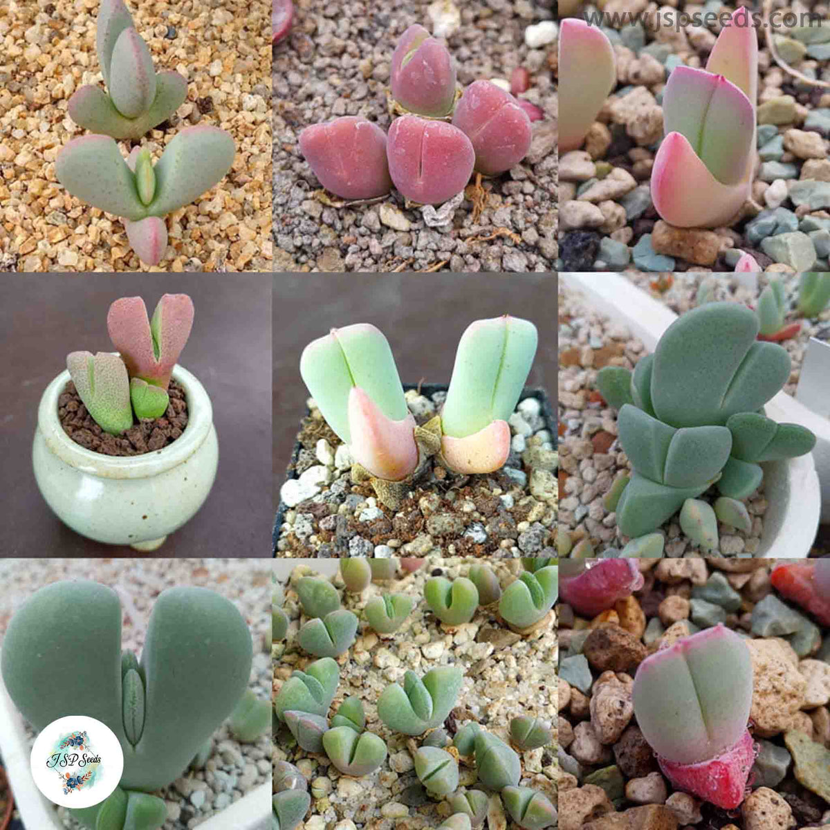 Cheiridopsis mix / 40 seeds (Living stones)