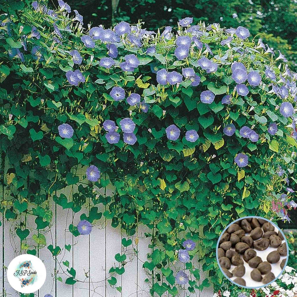 50 Heavenly Blue Morning Glory Flower Seeds (Flower Plants)