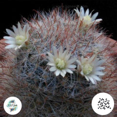 40 Seeds Mammillaria pubispina Cactus Succulent seeds