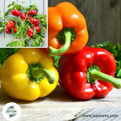 100 Red Sweet Pepper Plants Vegetable Bonsai Heirloom Seeds (Vegetable Potted Plants)