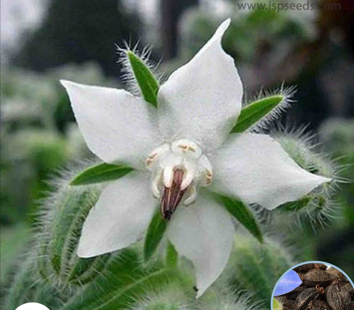 100 White Borage Seeds, Starflower, Tailwort Seeds (Asia Flower) (Borago Officinalis Bianca)