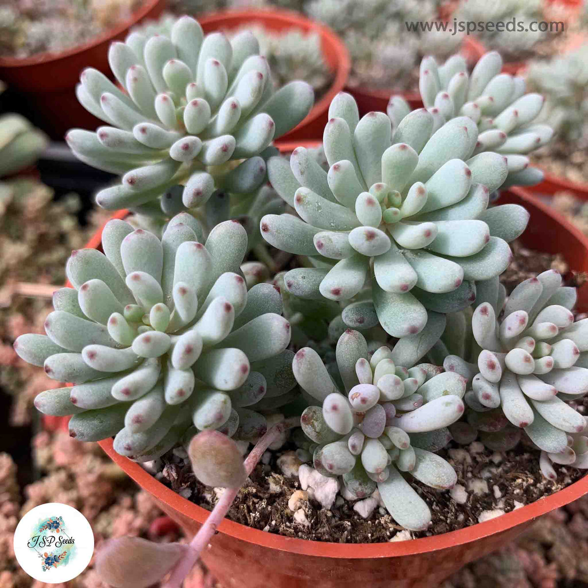 Graptopetalum pachyphyllum / 40 seeds (Bluebean)