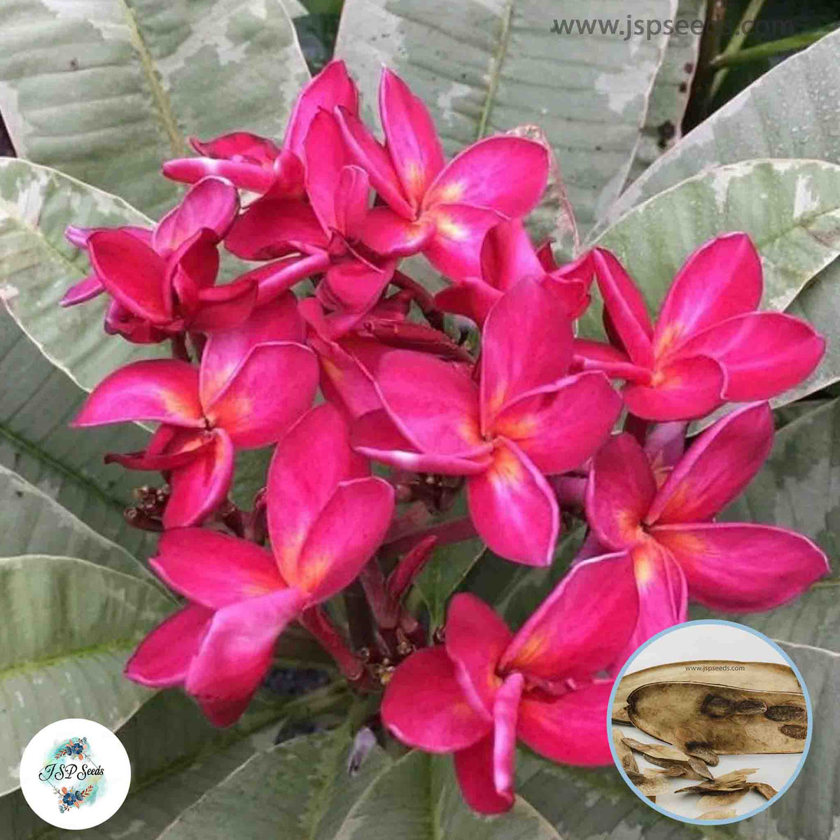 20 Thai Variegated Plumeria Rubra 5(Frangipani) Seeds Fresh Flower New Seeds