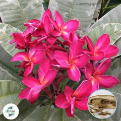 20 Thai Variegated Plumeria Rubra 5(Frangipani) Seeds Fresh Flower New Seeds