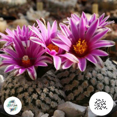 40 Seeds Turbinicarpus (Pelecyphora) valdeziana (Saltillo) Cactus Succulent seeds