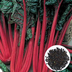 100 Red Russian Kale Heirloom Seeds (Vegetable) Non Gmo