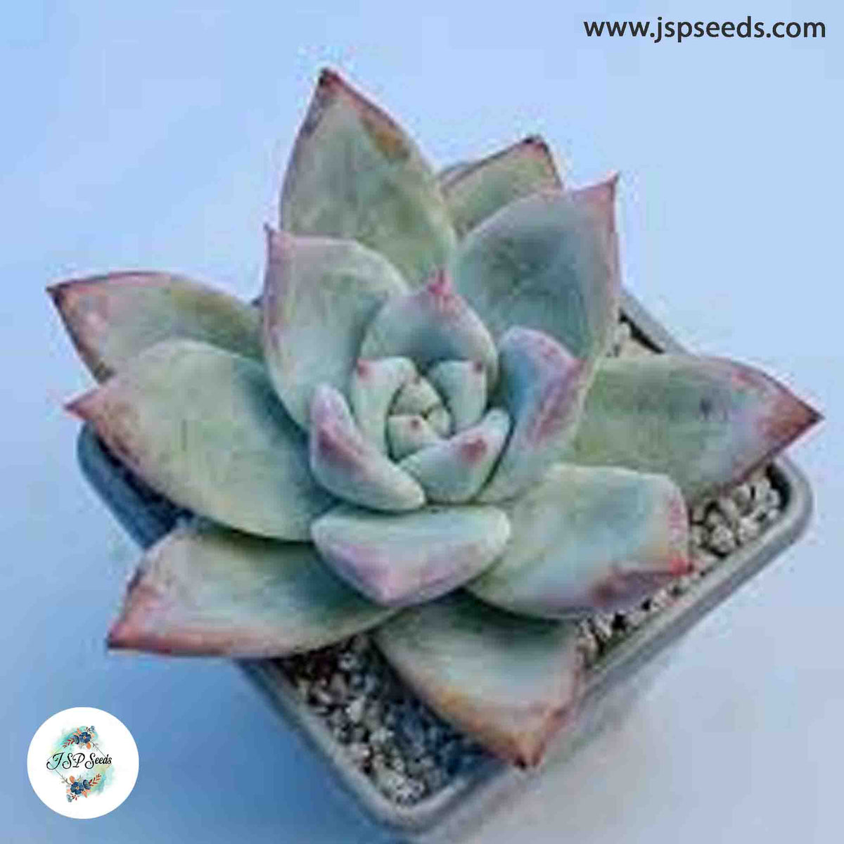 Echeveria colorata – Tapalpa / 40 seeds