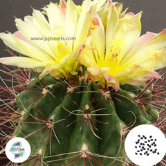 40 Seeds Ferocactus hamatacanthus ssp Cactus Succulent seeds