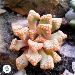 Titanopsis hugo-schlechteri / 40 seeds