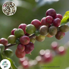 30 Tropical Exotic Thai Coffee Bean Arabica Bonsai Seeds