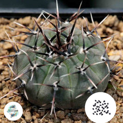 40 Seeds Gymnocalycium occultum Cactus Succulent seeds