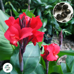 30 Valentine CANNA LILY Indian Shot Canna Indica Flower Seeds Cannaceae (Asia Flower)