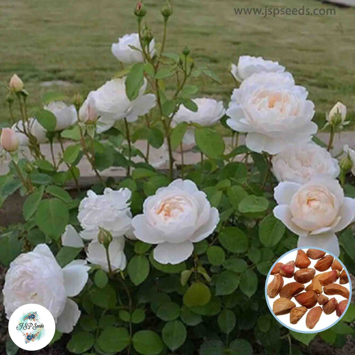 50 Heirloom Claire Austin English Rose flower Bonsai Garden Seeds