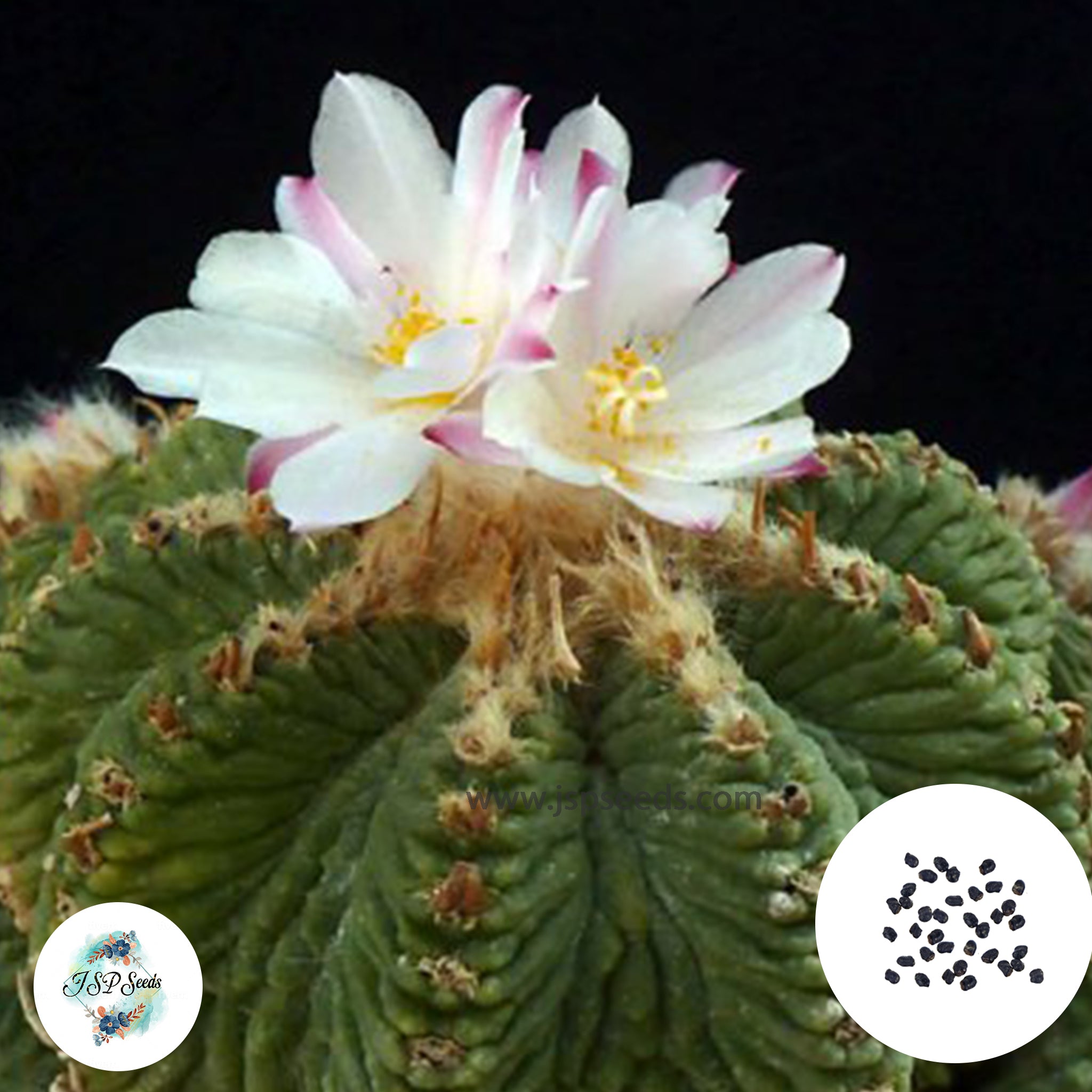 Aztekium Ritt 40 Seeds Aztekium ritteri Cactus Succulent seeds – JSPSeeds