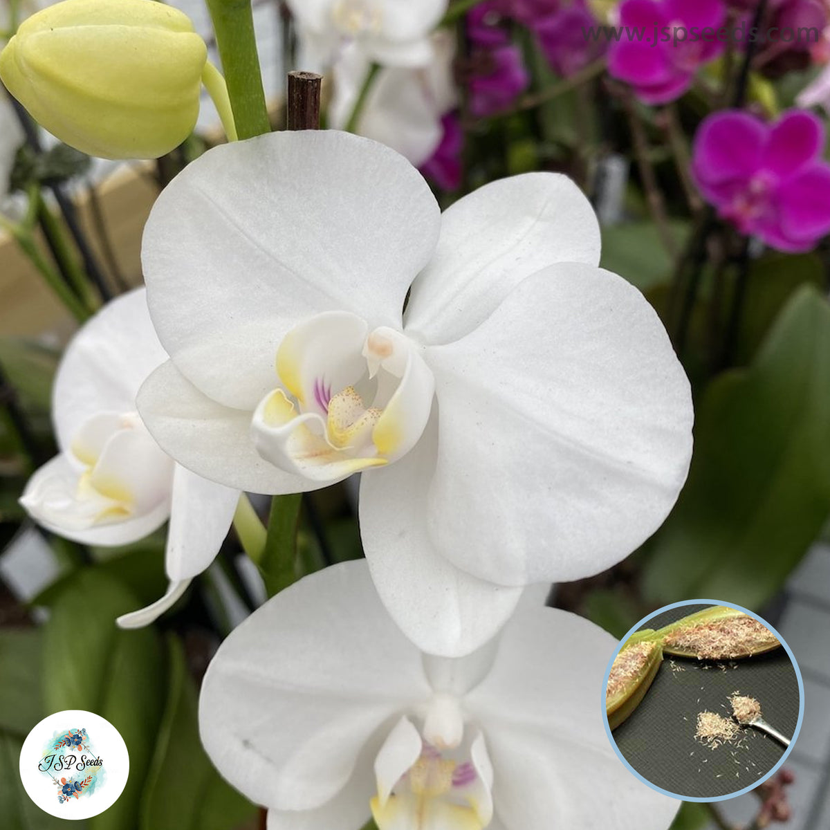 50 White Phalaenopsis Orchid flower Seeds (Flower Garden Potted Plants)Thailand Orchids