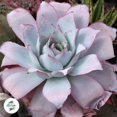 Echeveria cante / 40 seeds