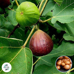 30 Brown Turkey Ficus Carica Seeds Fig Seeds Tropical Bonsai Rare Fruit Seeds