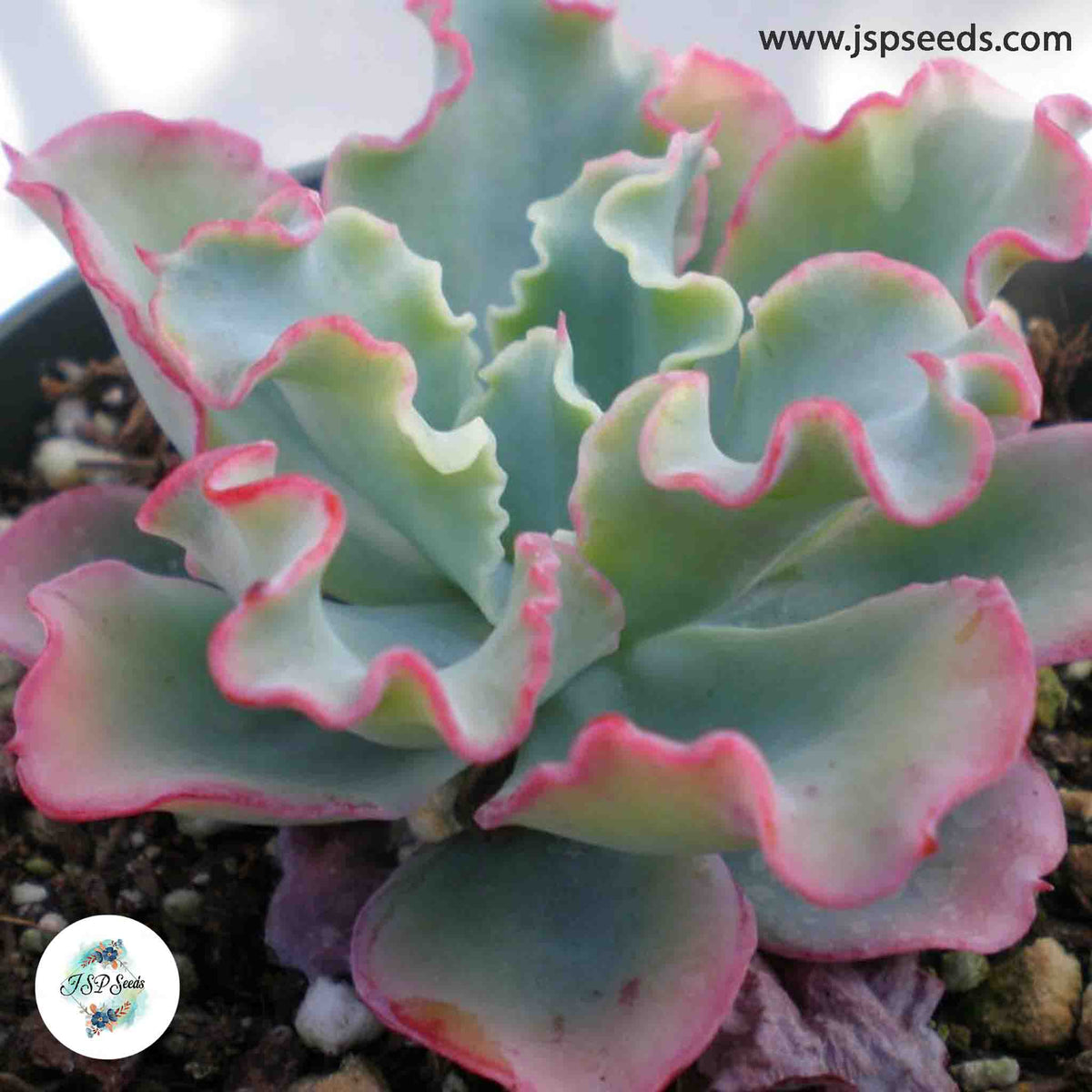 Echeveria gibbiflora / 40 seeds (RARE curly echeveria)