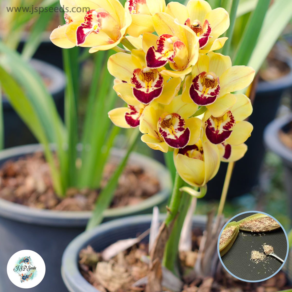 50  Cymbidium Bonsai Yellow Faberi Potted Plants Flower Garden Orchid Seeds