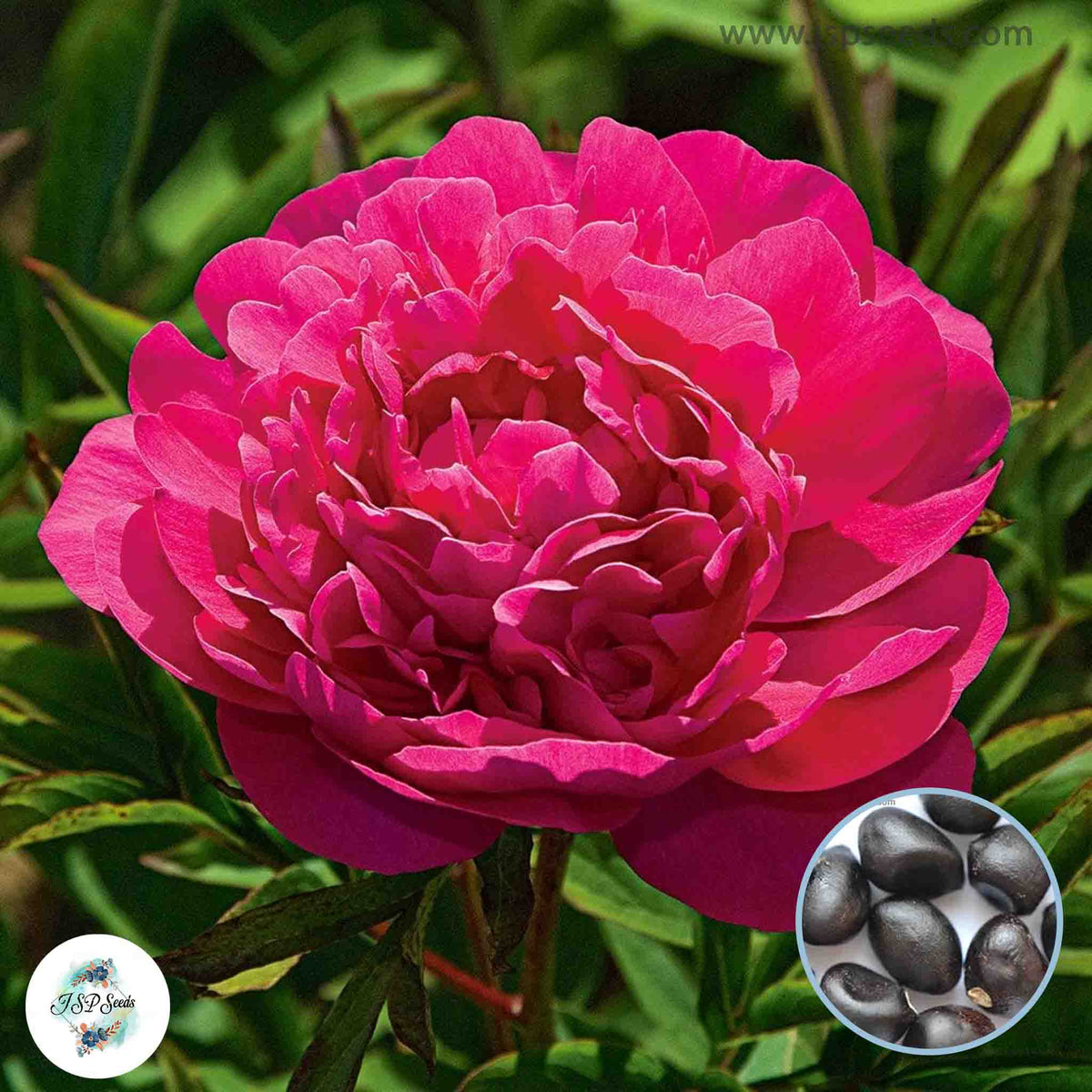 20 Kansas Peony Paeoniaceae Paeonia suffruticosa Tree Flower Plant Seeds (Lucky Flower) (Flower Garden Potted Plants)