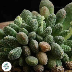 Crassula ausensis subs titanopsis / 40 seeds (Silver Dollar)