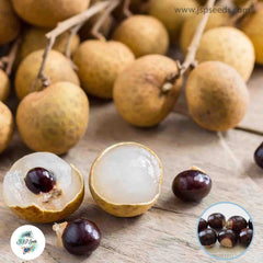 20 Thai Longan Seeds , Dragon Eye Fruit Sweet Seeds (Asia Fruit)