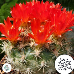 40 Seeds Weingartia trollii Cactus Succulent seeds (red flowers)