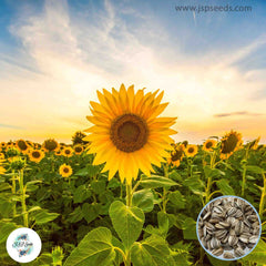 50 Mammoth Sunflower Seeds (Flower Plants)