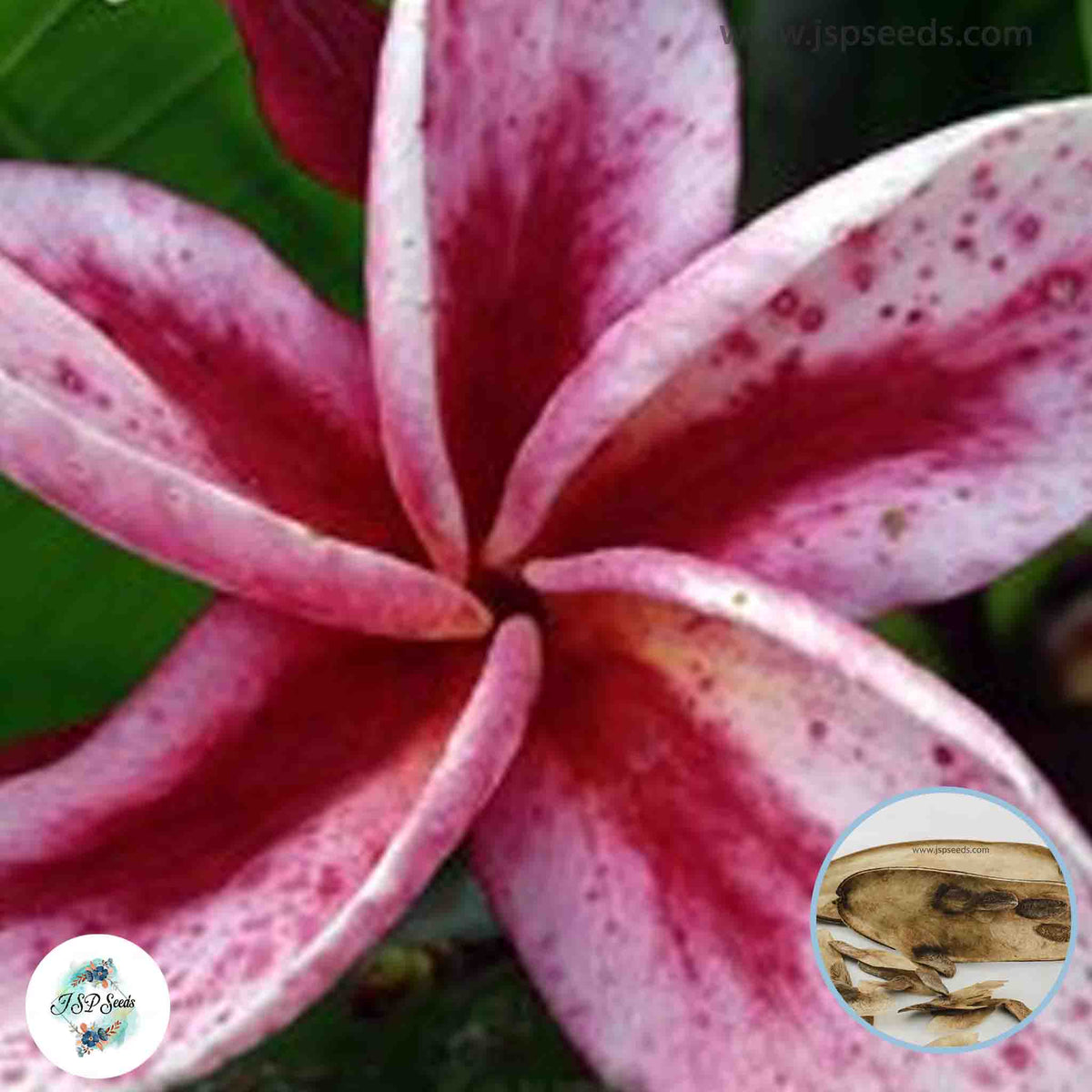 20 Thai Grandny Plumeria Rubra (Frangipani) Seeds Fresh Flower New Seeds