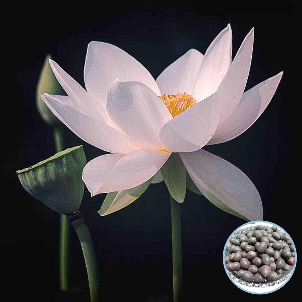 15 Thai Heirloom Lotus flower Bonsai Seeds Water Plants (Original Thai Seeds) 006