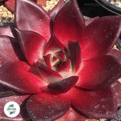 Echeveria agavoides ‘Romeo’ / 40 seeds (Romeo Wax Agave)