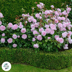 50 Heirloom Olivia Rose Austin English Rose flower Bonsai Garden Seeds