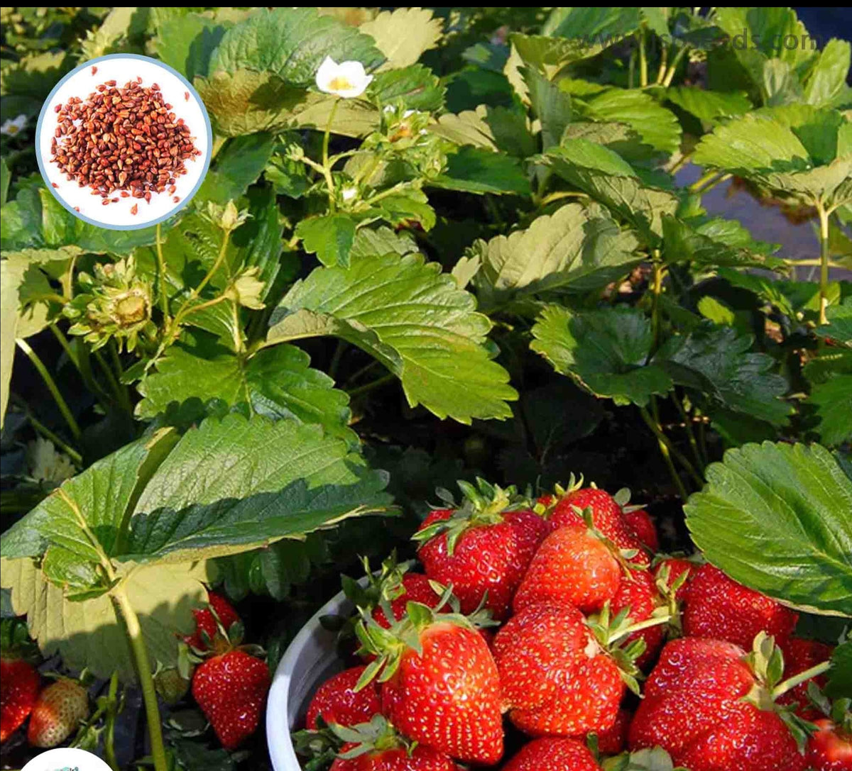 100 Strawberry Plant Giant Organic Fruit Flores Vegetables Non-gmo Seeds