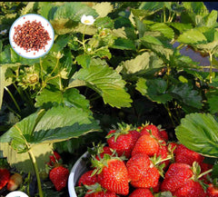 100 Strawberry Plant Giant Organic Fruit Flores Vegetables Non-gmo Seeds