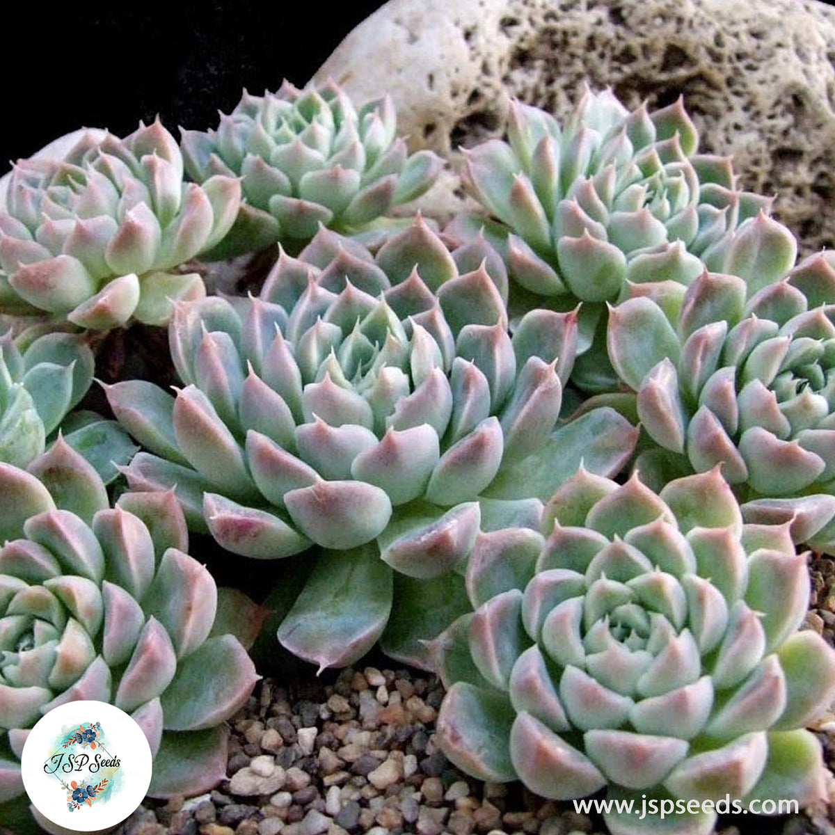 Echeveria halbingeri v sanchez-mejoradae / 40 seeds