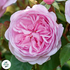 50 Heirloom Olivia Rose Austin English Rose flower Bonsai Garden Seeds