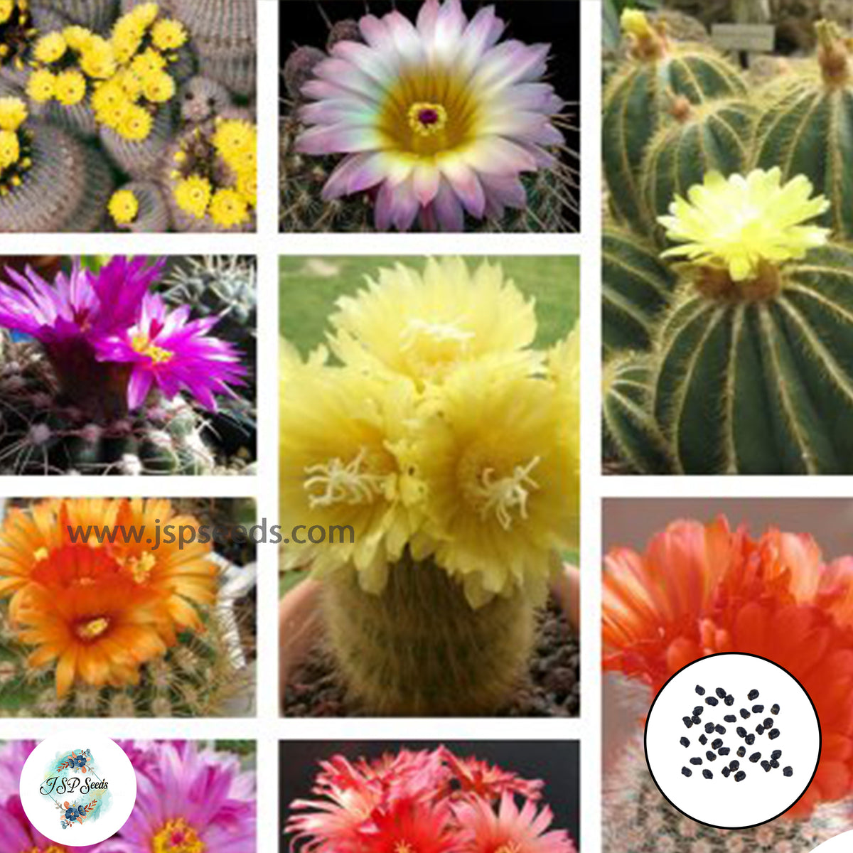 40 Seeds Parodia species mix Cactus Succulent seeds