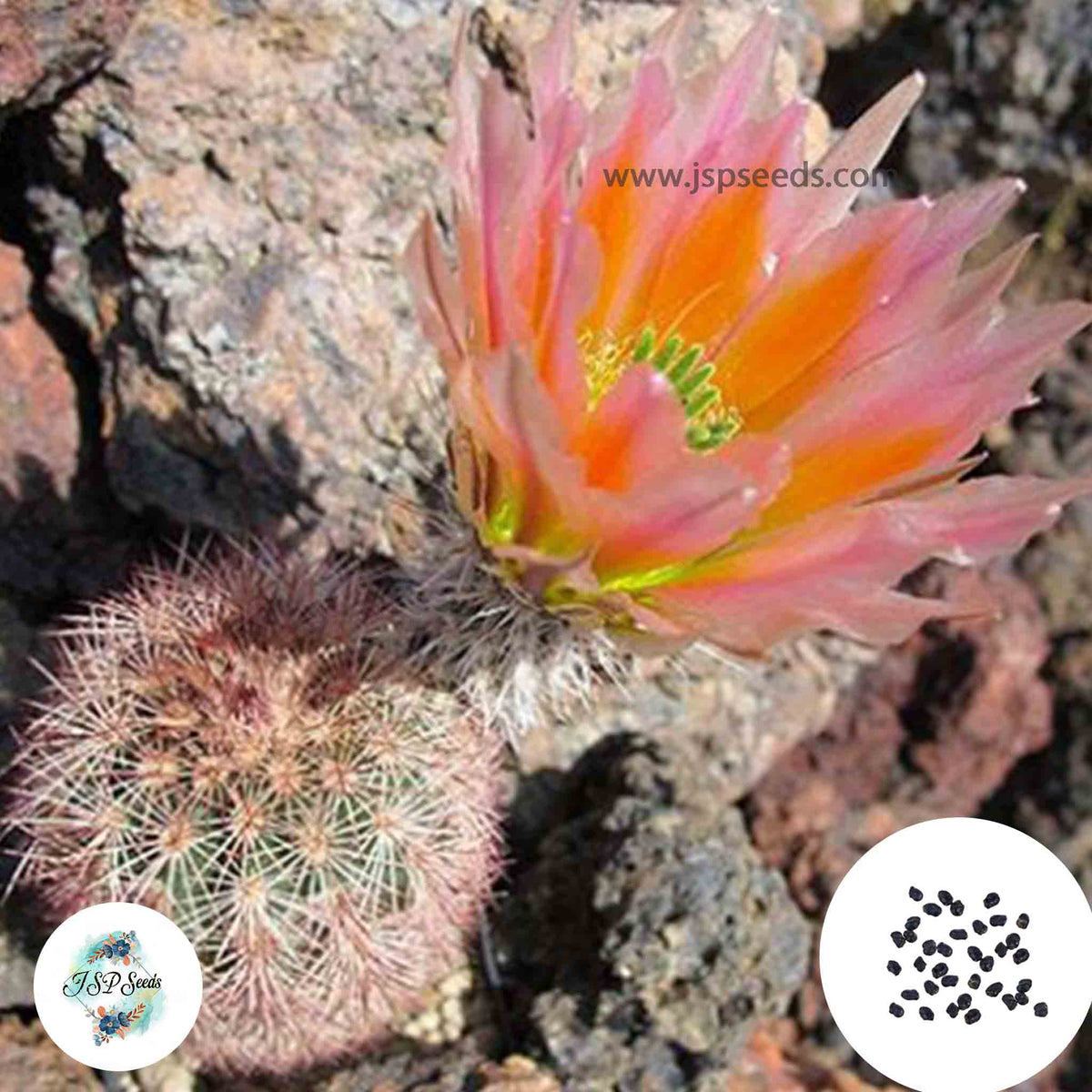 40 seeds Echinocereus dasyacanthus v. Fort Stockton Cactus Succulent seeds