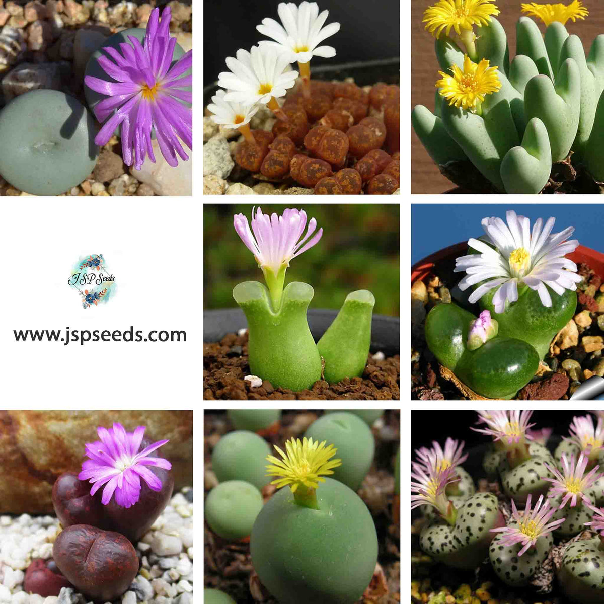 Conophytum mix / 40 seeds (Marble Buttons, Cone Plant, Living Pebbles)